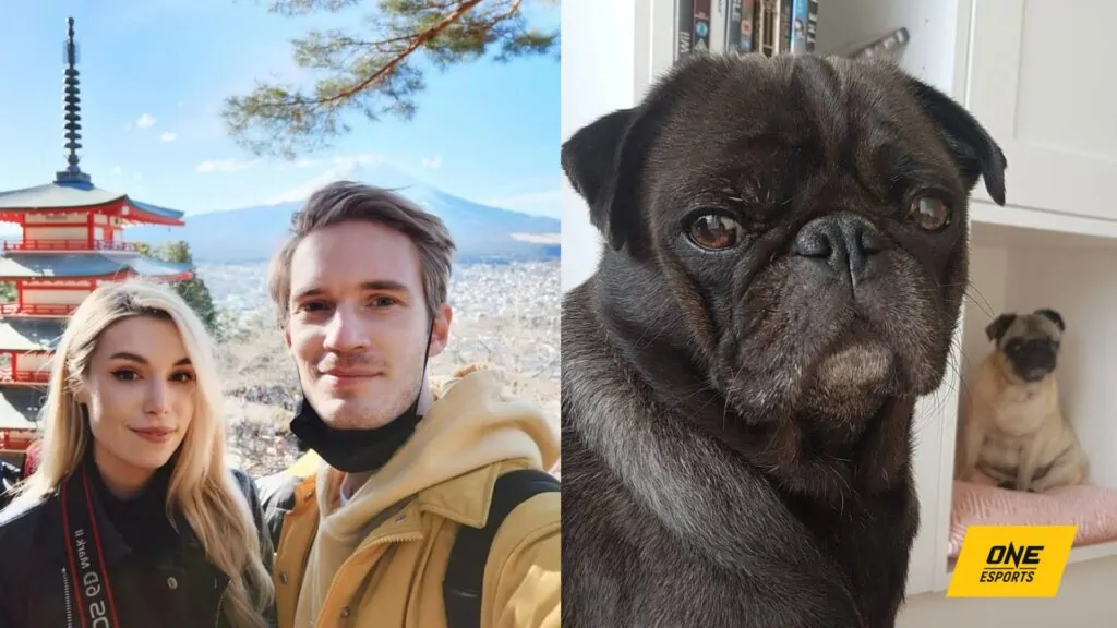 PewDiePie moves to Japan, takes private jet because his dogs were too fat