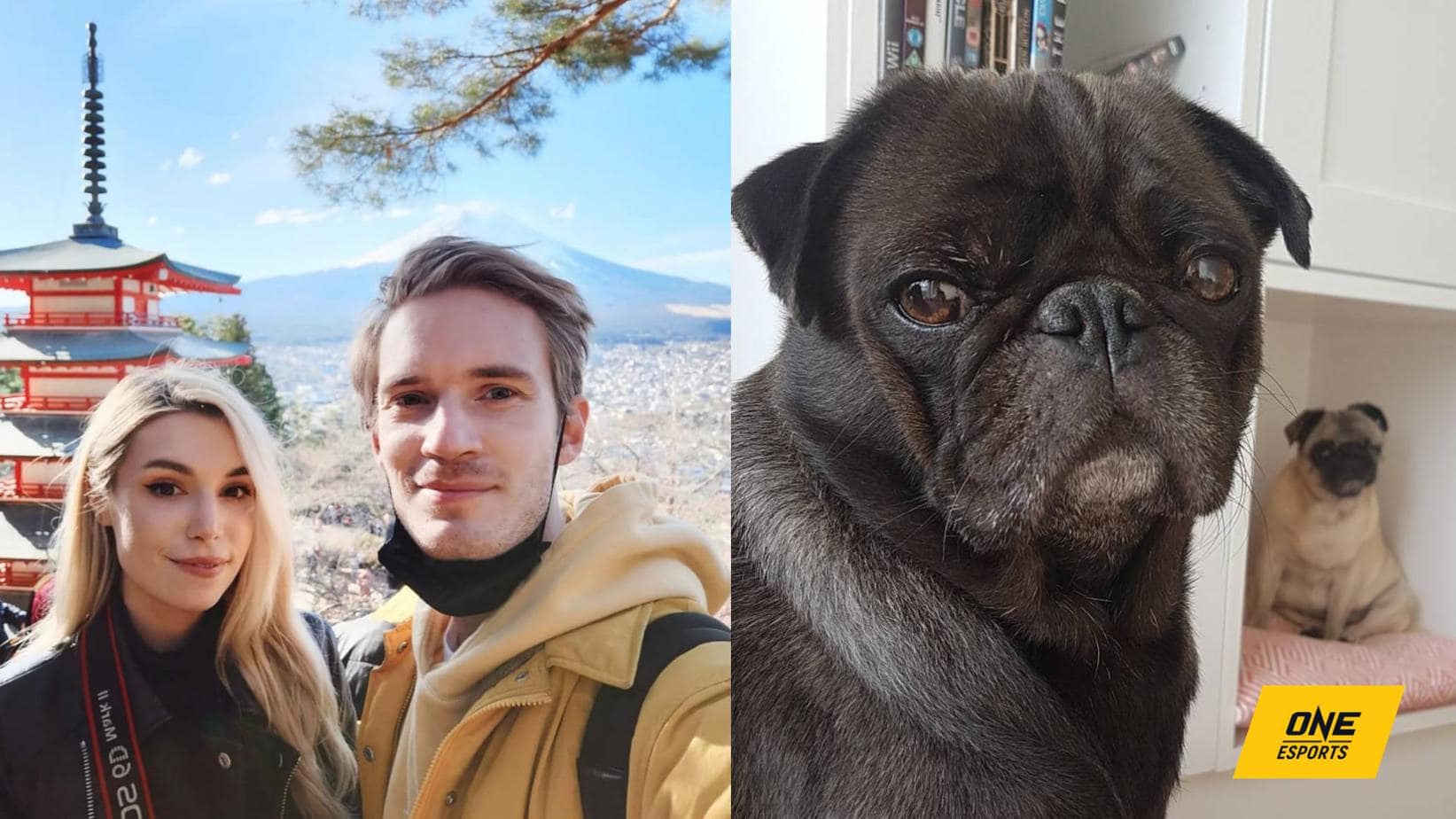 PewDiePie moves to Japan in private jet, spends US$80K due to fat dogs | ONE Esports