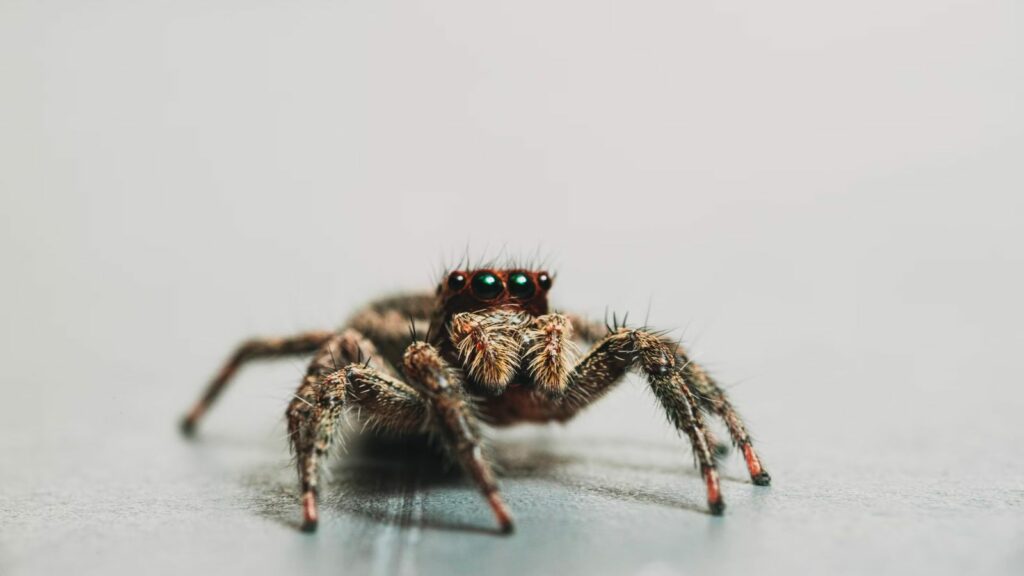 Una foto de primer plano de una araña saltadora hembra
