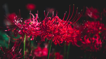 Real red spider lily image from Japan