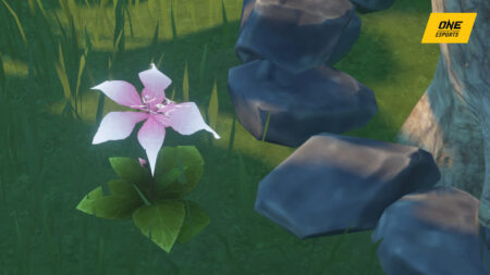 A Pecok Flower beside some rocks in Wuthering Waves