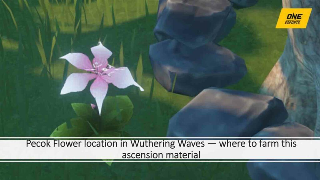 Zrzut ekranu przedstawiający kwiaty Pecok w Wichrowych falach w ONE Esports, który jest wyróżnionym obrazem artykułu "Lokalizacja Pawiego Kwiatu w Wichrowych Falach – Gdzie uprawiać ten materiał wznoszenia się"