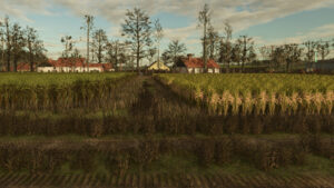 A field of rice in Farming Simulator 25