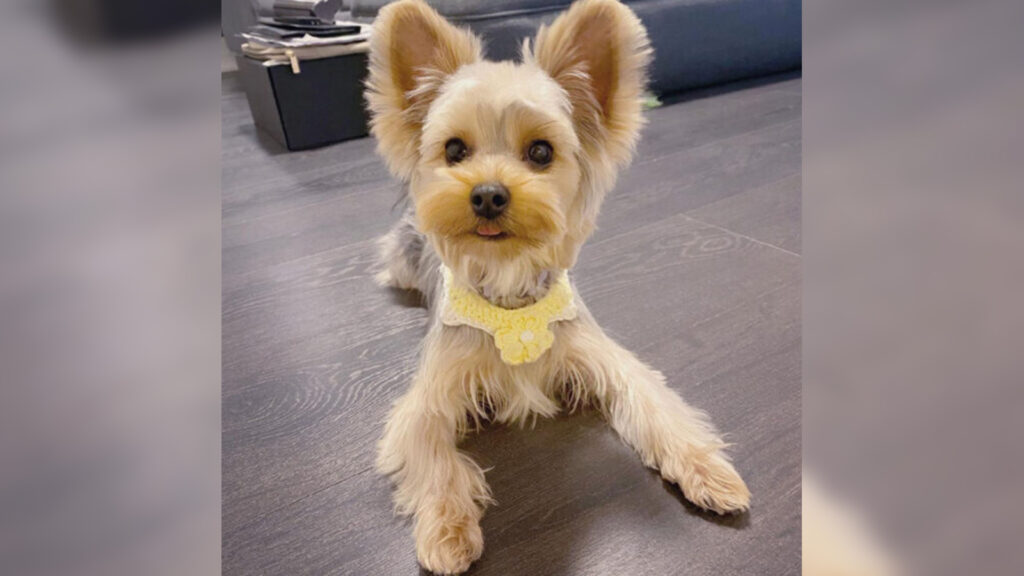 Meepo Babaev is Arteezy's pet dog