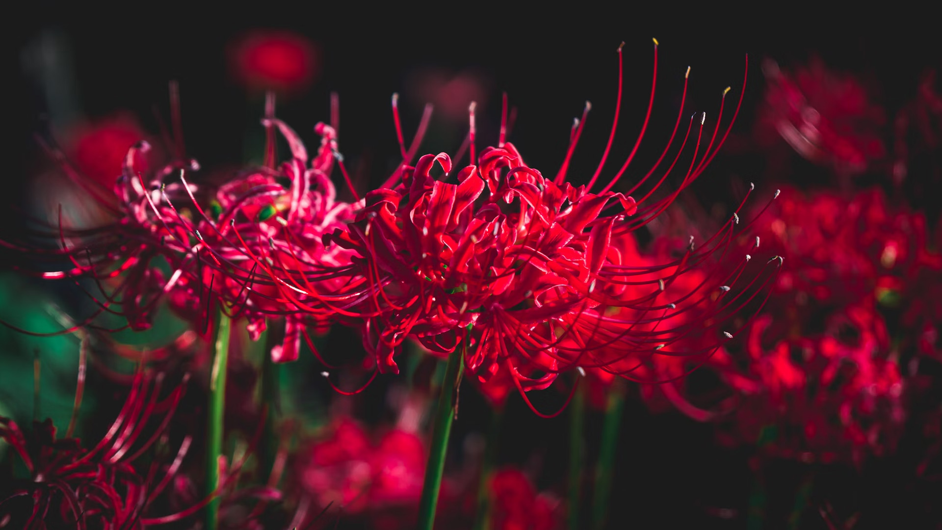 Red spider lily meaning in anime explained | ONE Esports
